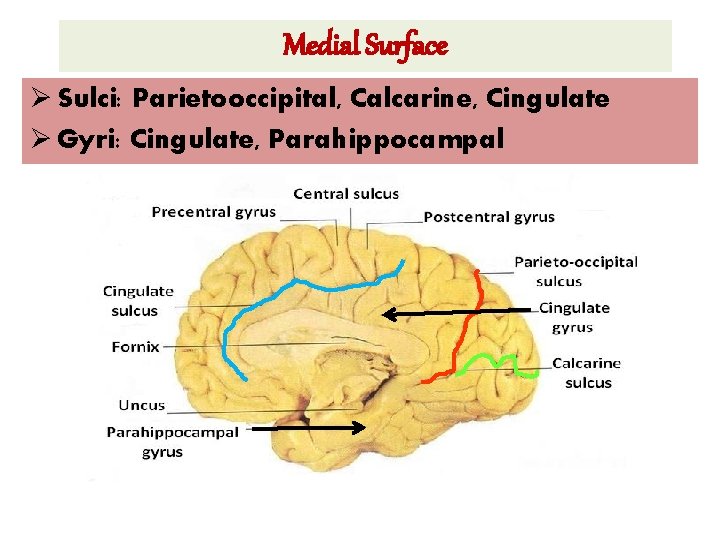 Medial Surface Ø Sulci: Parietooccipital, Calcarine, Cingulate Ø Gyri: Cingulate, Parahippocampal 