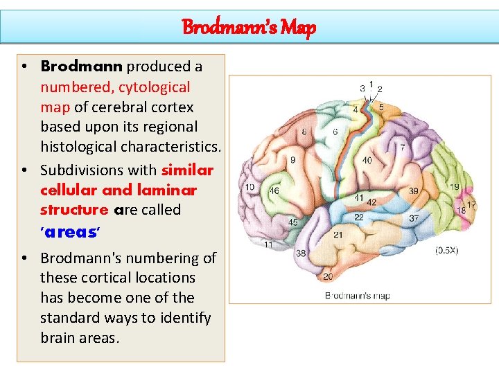 Brodmann’s Map • Brodmann produced a numbered, cytological map of cerebral cortex based upon