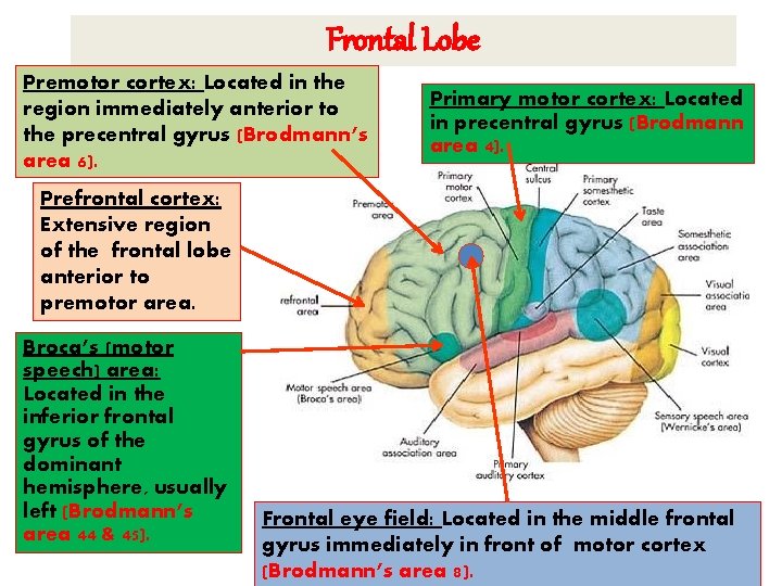 Frontal Lobe Premotor cortex: Located in the region immediately anterior to the precentral gyrus