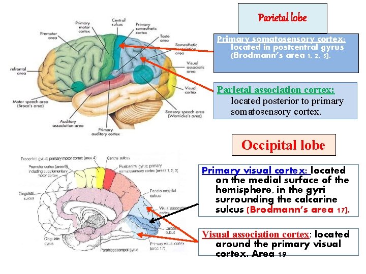 Parietal lobe Primary somatosensory cortex: located in postcentral gyrus (Brodmann’s area 1, 2, 3).