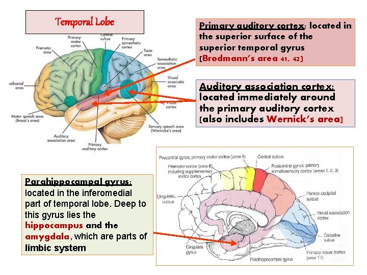 Temporal Lobe Primary auditory cortex: located in the superior surface of the superior temporal