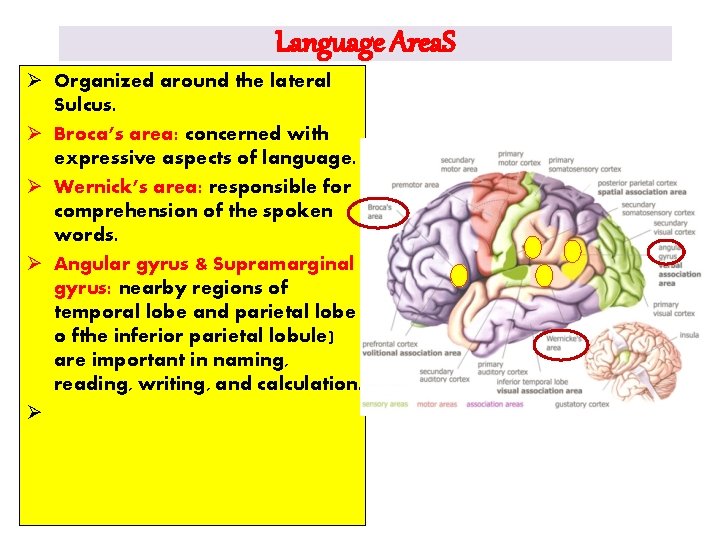 Language Area. S Ø Organized around the lateral Sulcus. Ø Broca’s area: concerned with