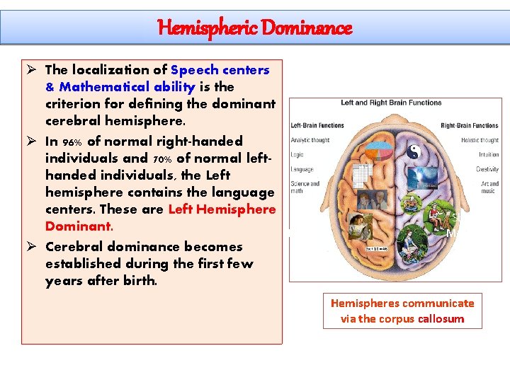 Hemispheric Dominance Ø The localization of Speech centers & Mathematical ability is the criterion