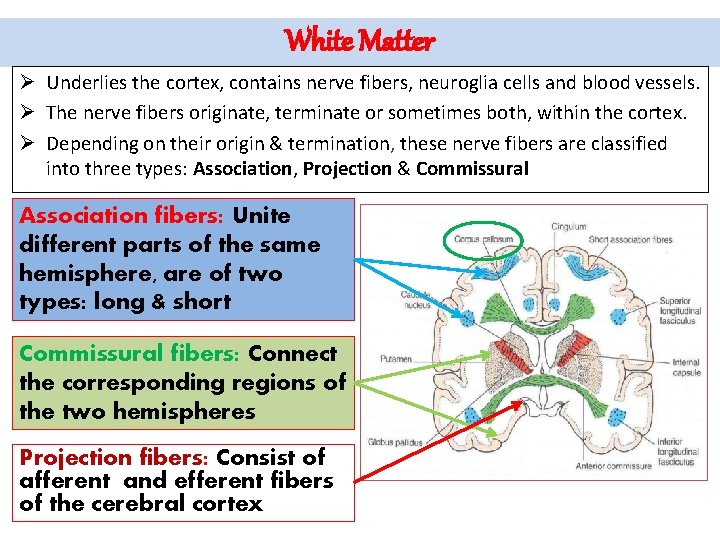 White Matter Ø Underlies the cortex, contains nerve fibers, neuroglia cells and blood vessels.