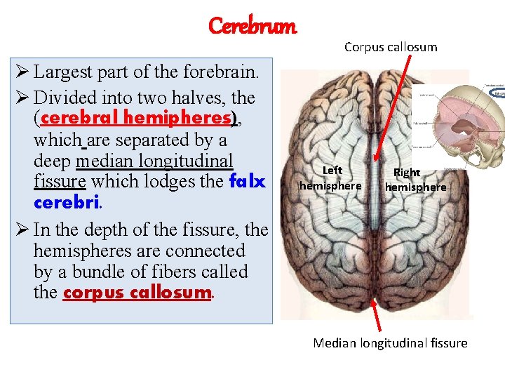 Cerebrum Ø Largest part of the forebrain. Ø Divided into two halves, the (cerebral