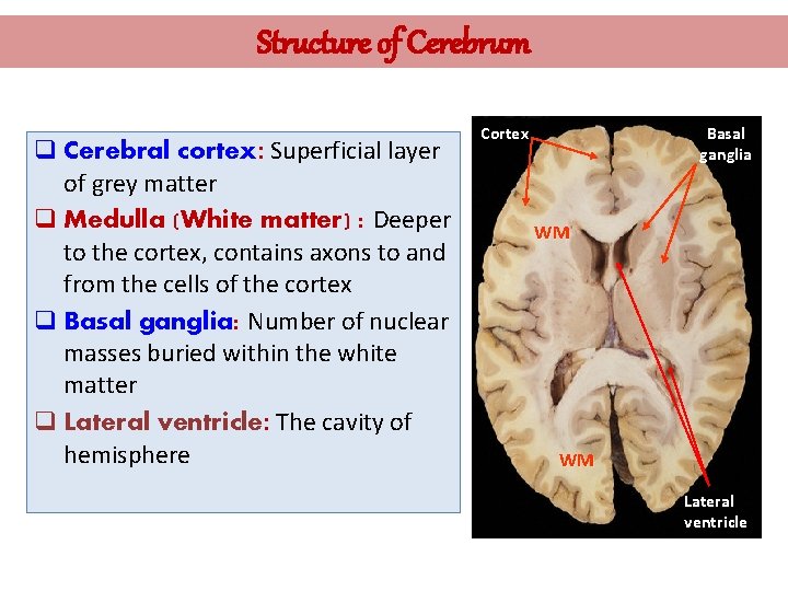 Structure of Cerebrum q Cerebral cortex: Superficial layer of grey matter q Medulla (White