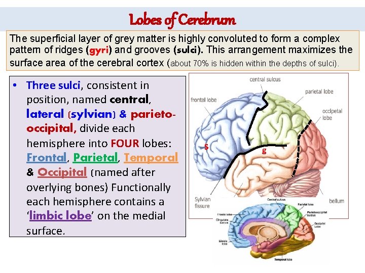 Lobes of Cerebrum The superficial layer of grey matter is highly convoluted to form