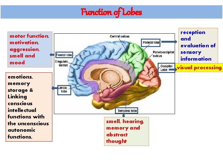 Function of Lobes reception and evaluation of sensory information motor function, motivation, aggression, smell