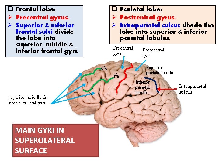 q Frontal lobe: Ø Precentral gyrus. Ø Superior & inferior frontal sulci divide the
