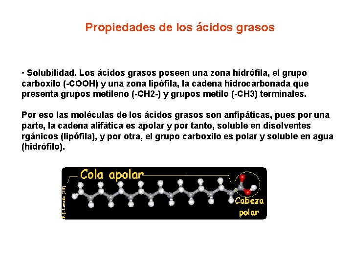 Propiedades de los ácidos grasos • Solubilidad. Los ácidos grasos poseen una zona hidrófila,