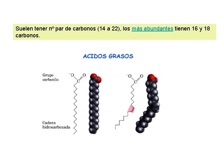 Suelen tener nº par de carbonos (14 a 22), los más abundantes tienen 16