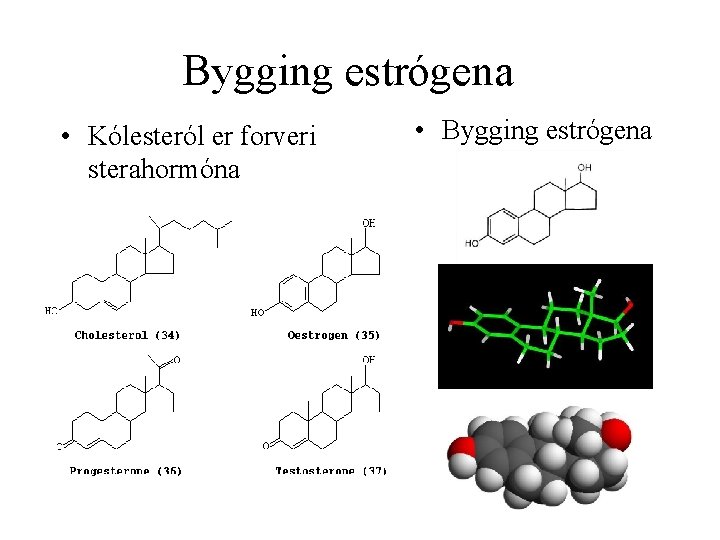 Bygging estrógena • Kólesteról er forveri sterahormóna • Bygging estrógena 