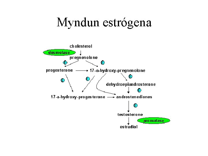 Myndun estrógena 