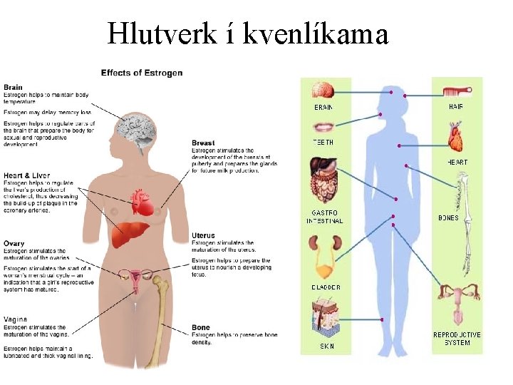 Hlutverk í kvenlíkama • 