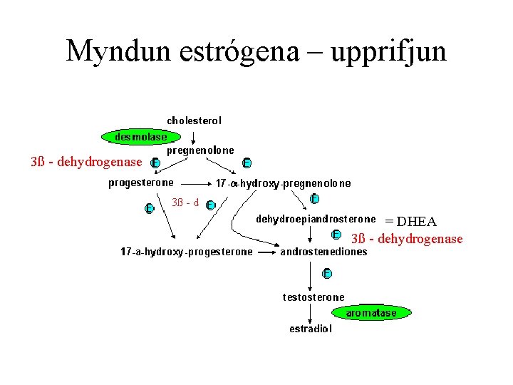 Myndun estrógena – upprifjun 3ß - dehydrogenase 3ß - d = DHEA 3ß -