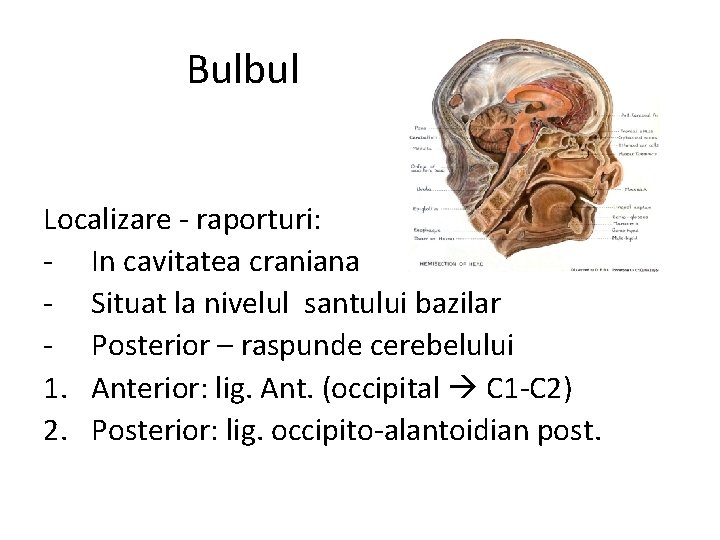 Bulbul Localizare - raporturi: - In cavitatea craniana - Situat la nivelul santului bazilar