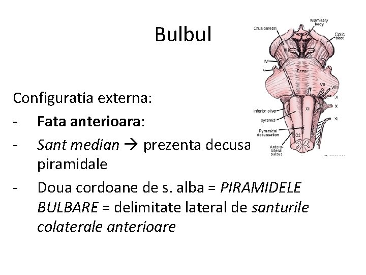 Bulbul Configuratia externa: - Fata anterioara: - Sant median prezenta decusatiei piramidale - Doua