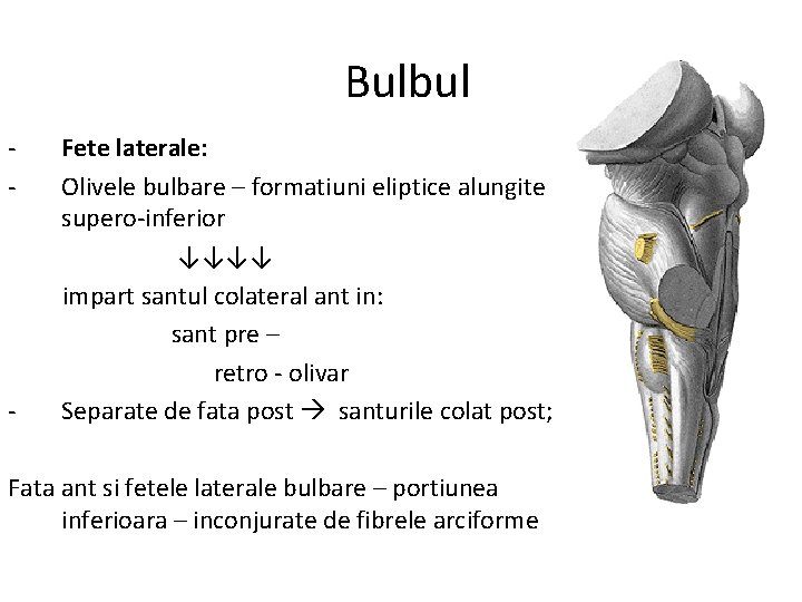 Bulbul - - Fete laterale: Olivele bulbare – formatiuni eliptice alungite supero-inferior ↓↓↓↓ impart