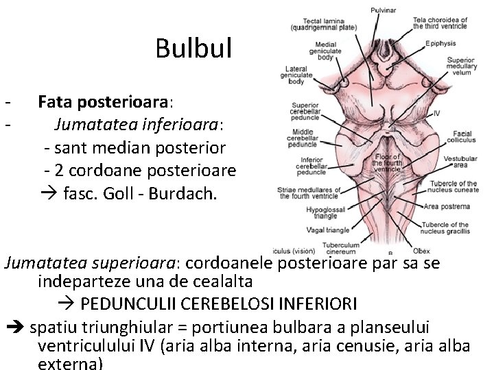 Bulbul - Fata posterioara: Jumatatea inferioara: - sant median posterior - 2 cordoane posterioare