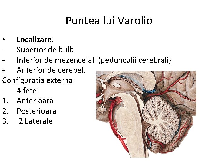 Puntea lui Varolio • Localizare: - Superior de bulb - Inferior de mezencefal (pedunculii