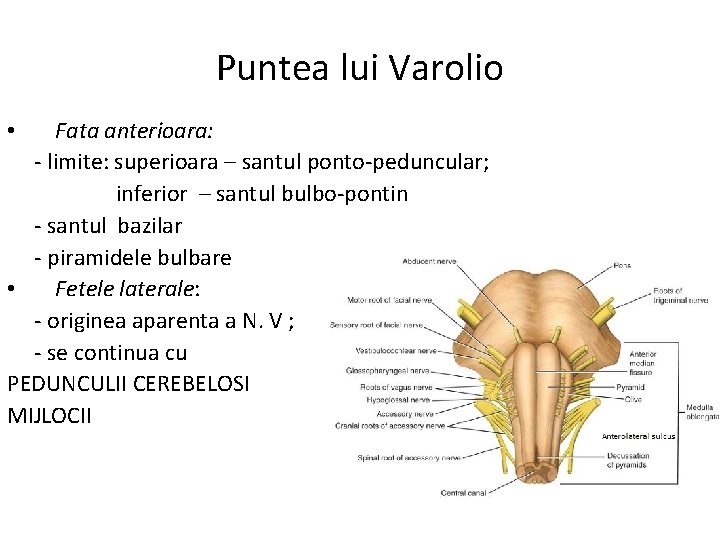 Puntea lui Varolio Fata anterioara: - limite: superioara – santul ponto-peduncular; inferior – santul