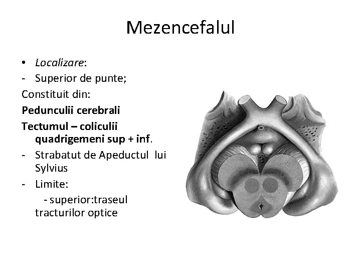 Mezencefalul • Localizare: - Superior de punte; Constituit din: Pedunculii cerebrali Tectumul – coliculii