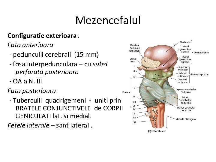 Mezencefalul Configuratie exterioara: Fata anterioara - pedunculii cerebrali (15 mm) - fosa interpedunculara –