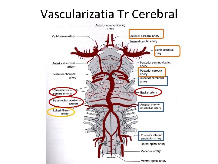 Vascularizatia Tr Cerebral 