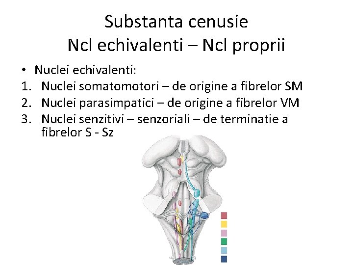 Substanta cenusie Ncl echivalenti – Ncl proprii • Nuclei echivalenti: 1. Nuclei somatomotori –