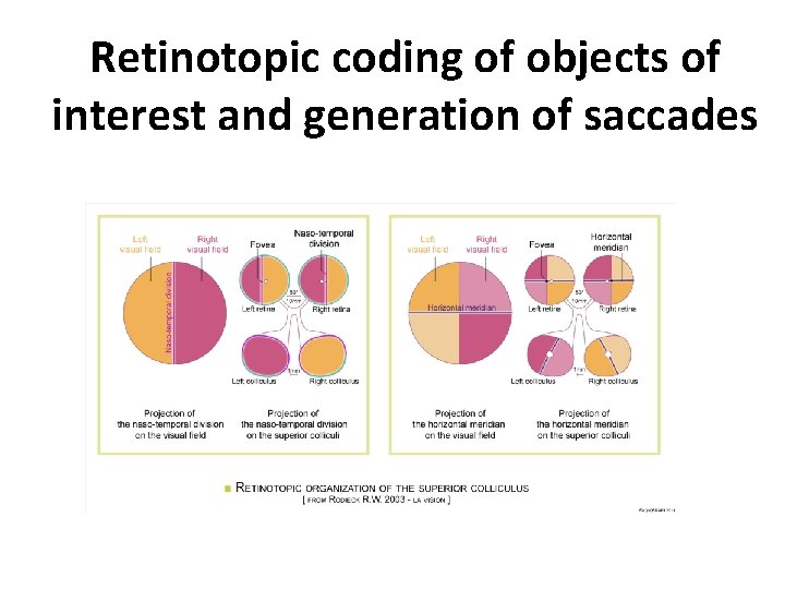 Retinotopic coding of objects of interest and generation of saccades 