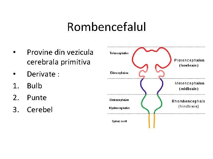 Rombencefalul Provine din vezicula cerebrala primitiva • Derivate : 1. Bulb 2. Punte 3.