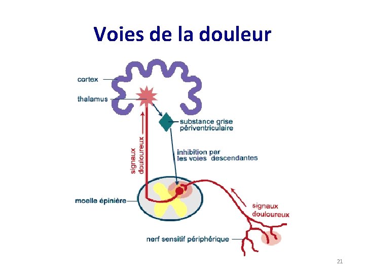 Voies de la douleur 21 