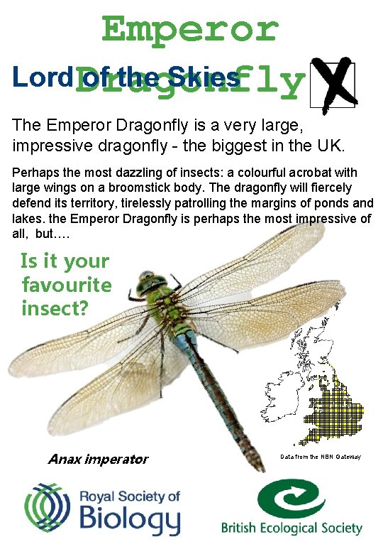 Emperor Lord Dragonfly of the Skies The Emperor Dragonfly is a very large, impressive