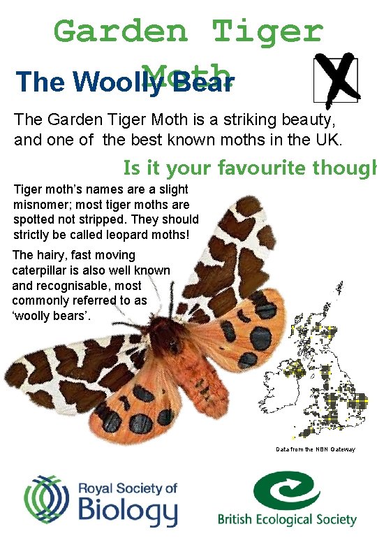 Garden Tiger Moth The Woolly Bear The Garden Tiger Moth is a striking beauty,
