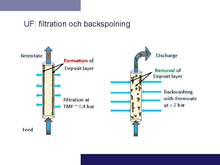UF: filtration och backspolning Retentate Formation of Deposit layer Filtration at TMP ~ 0.