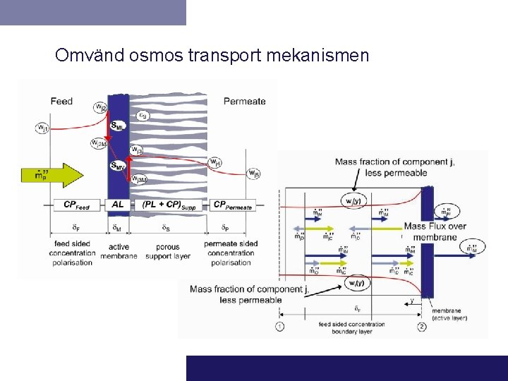 Omvänd osmos transport mekanismen 