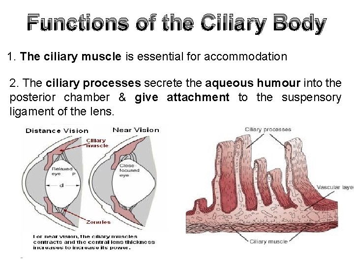 Functions of the Ciliary Body 1. The ciliary muscle is essential for accommodation 2.