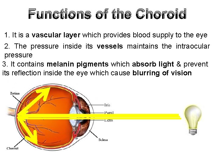 Functions of the Choroid 1. It is a vascular layer which provides blood supply