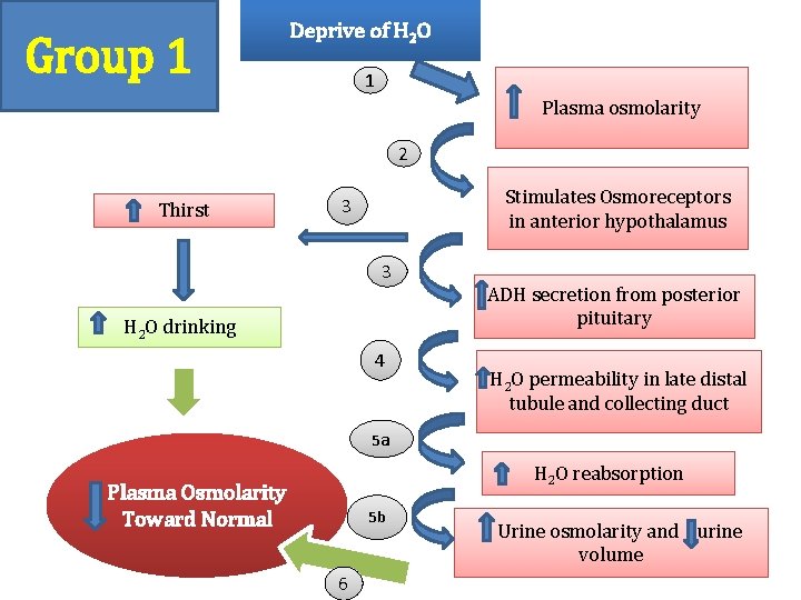Group 1 Deprive of H 2 O 1 • Plasma osmolarity 2 Thirst Stimulates Group 1 Deprive of H 2 O 1 • Plasma osmolarity 2 Thirst Stimulates