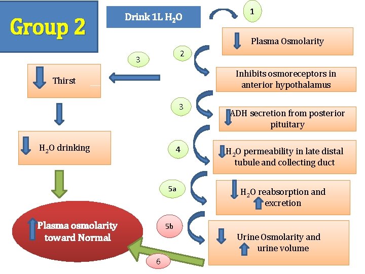 m Group 2 Drink 1 L H 2 O 1 Plasma Osmolarity 2 3