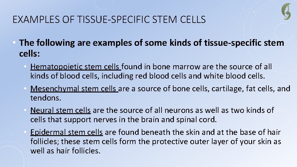 EXAMPLES OF TISSUE-SPECIFIC STEM CELLS • The following are examples of some kinds of