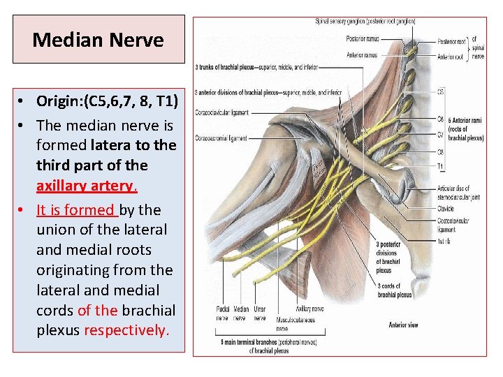 Median Nerve • Origin: (C 5, 6, 7, 8, T 1) • The median