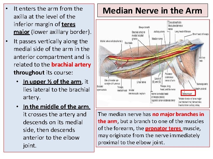  • It enters the arm from the axilla at the level of the