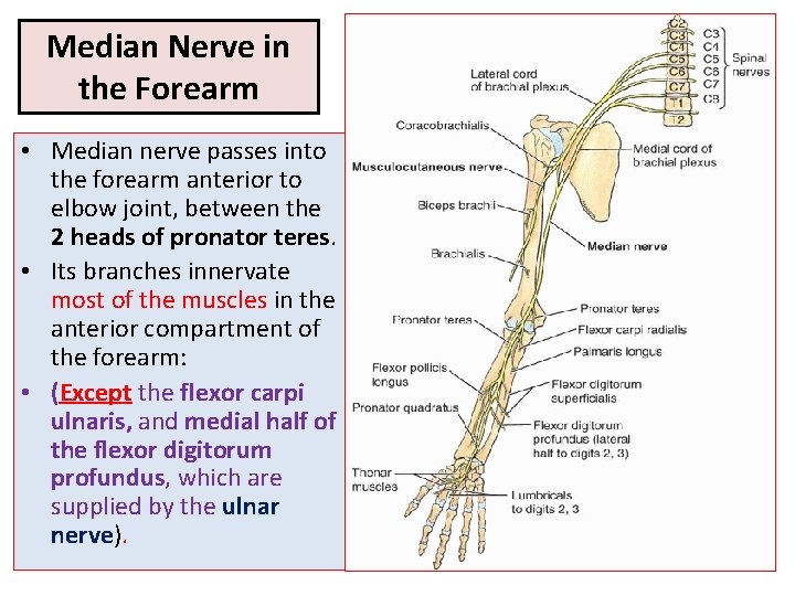 Median Nerve in the Forearm • Median nerve passes into the forearm anterior to