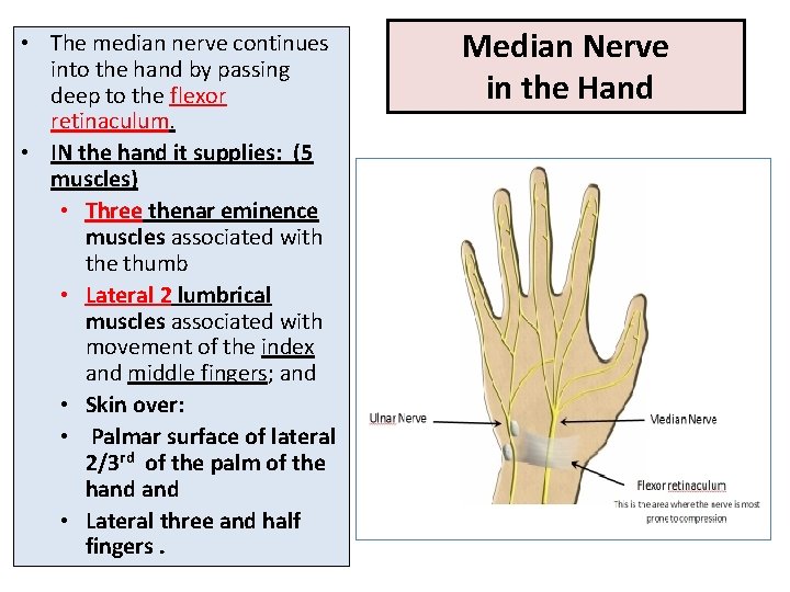  • The median nerve continues into the hand by passing deep to the