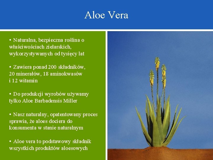 Aloe Vera • Naturalna, bezpieczna roślina o właściwościach zielarskich, wykorzystywanych od tysięcy lat •