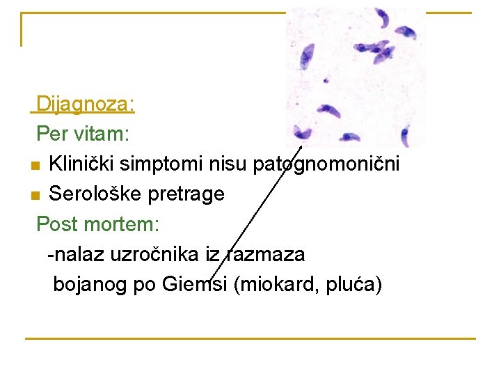 Dijagnoza: Per vitam: n Klinički simptomi nisu patognomonični n Serološke pretrage Post mortem: -nalaz