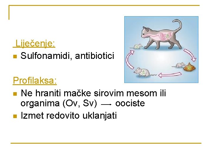 Liječenje: n Sulfonamidi, antibiotici Profilaksa: n Ne hraniti mačke sirovim mesom ili organima (Ov,