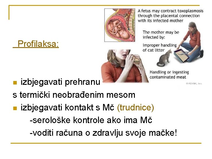 Profilaksa: izbjegavati prehranu s termički neobrađenim mesom n izbjegavati kontakt s Mč (trudnice) -serološke