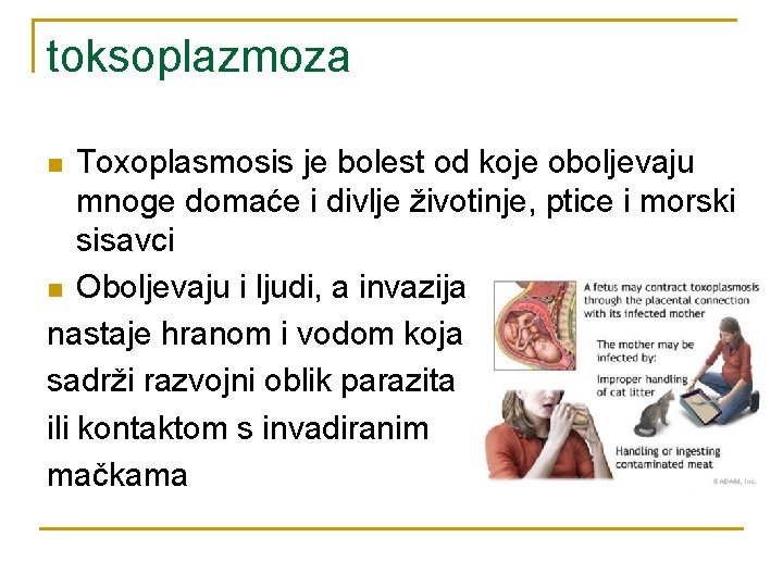 toksoplazmoza Toxoplasmosis je bolest od koje oboljevaju mnoge domaće i divlje životinje, ptice i